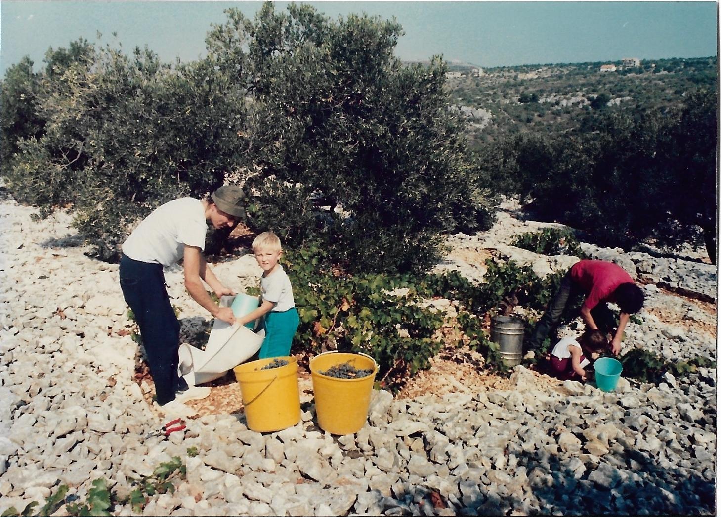 1988 hrast brda_0002